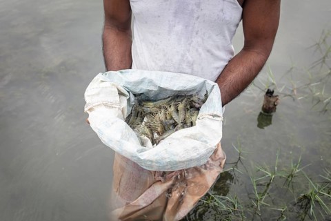 A man looks at harvested shrimps