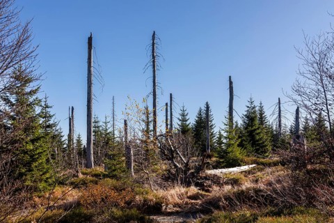 Dead spruces after bark beetle infestation on the mountain Lusen