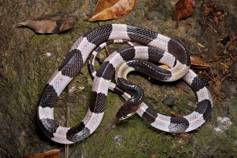 Malayan krait