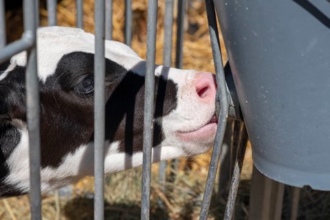 Calf sucking at the drinking bucket