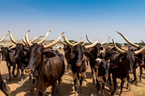 Caravan of Peul nomads with their animals in the Sahel of Niger