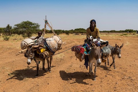 Caravan of Peul nomads with their animals in the Sahel of Niger