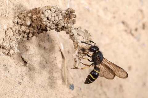 Spiny Mason Wasp