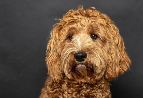 Original Australia Labradoodle in medium
