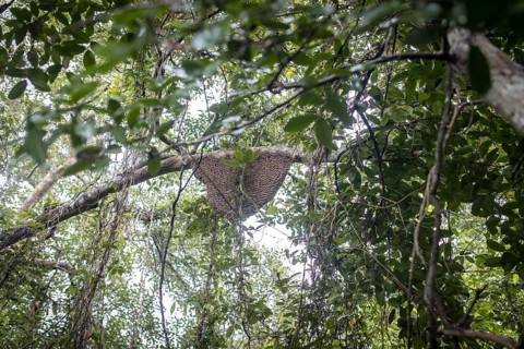 Honeycomb on a tree in the mangrove forest