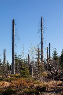 Dead spruces after bark beetle infestation on the mountain Lusen