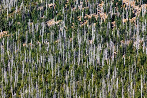 Dead spruces after bark beetle infestation on the mountain Lusen