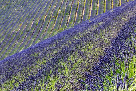 Field of lavender