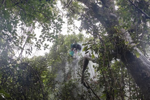 Honey collector climbs a tree in the mangrove forest to get to the combs of wild bees to collect the honey