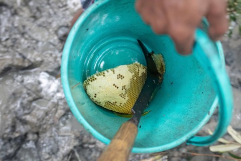 A piece of captured honeycomb from wild bees in a plastic bucket