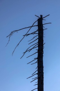 Dead spruces after bark beetle infestation on the mountain Lusen