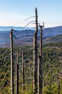 Dead spruces after bark beetle infestation on the mountain Lusen