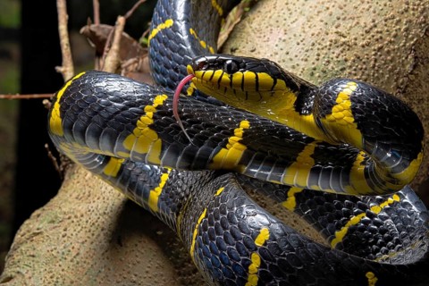 Mangrove snake