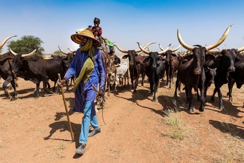 Caravan of Peul nomads with their animals in the Sahel of Niger