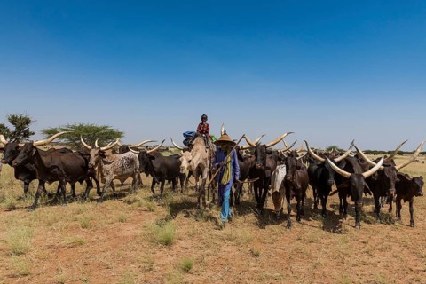 Caravan of Peul nomads with their animals in the Sahel of Niger