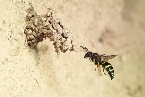 Spiny Mason Wasp