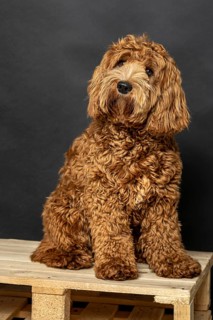 O Labradoodle