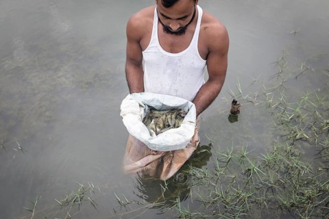 A man looks at harvested shrimps