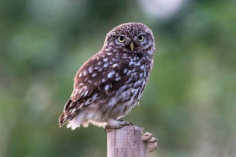 Little Owl