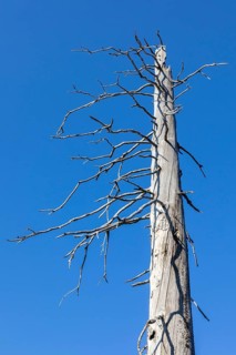 Dead spruces after bark beetle infestation on the mountain Lusen