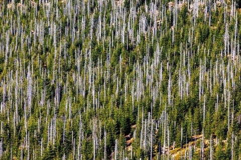 Dead spruces after bark beetle infestation on the mountain Lusen