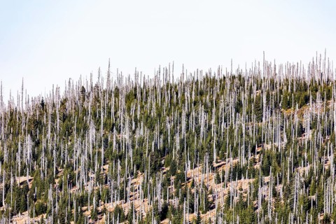 Dead spruces after bark beetle infestation on the mountain Lusen