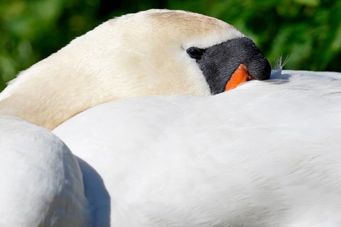 Resting Mute swan