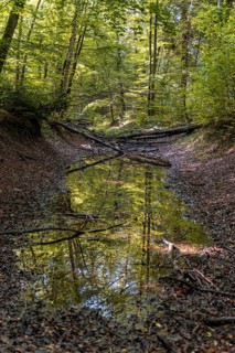 Deciduous trees reflected in a water-based paint in the forest