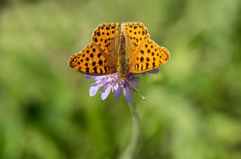 Spotted fritillary