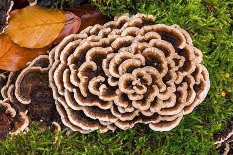Trametes versicolor