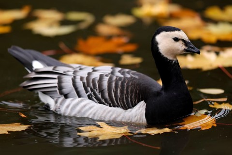 Barnacle goose