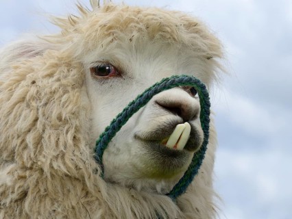 Alpaca