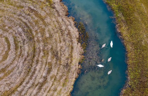Natural course of the Zellerache river from the Irrsee with swans