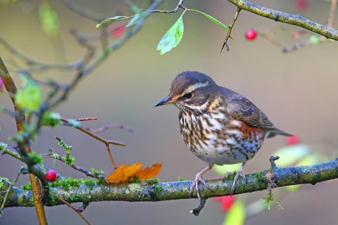 Redwing