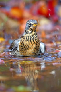 Fieldfare
