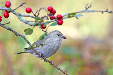 European greenfinch