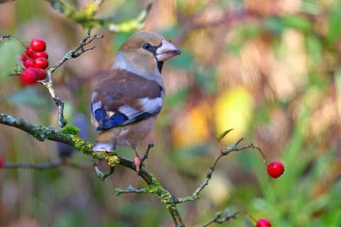 Hawfinch