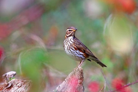 Redwing