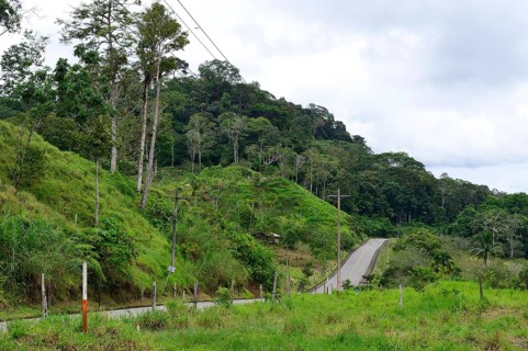 Dwindling rainforest along road 436