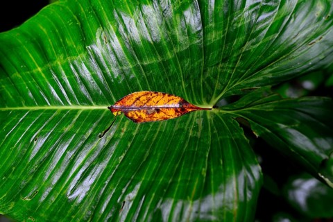 Wet leaves in tropical rainforest