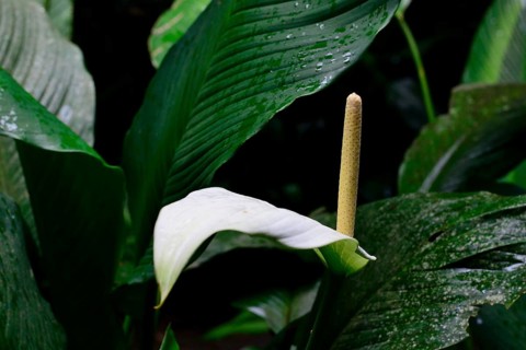 Arum r