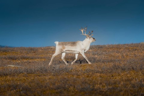 White reindeer