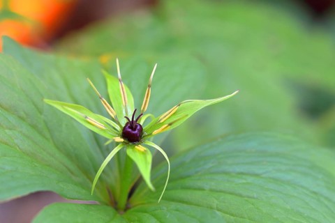Flower of the four-leaved monberry