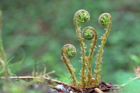 Bracken