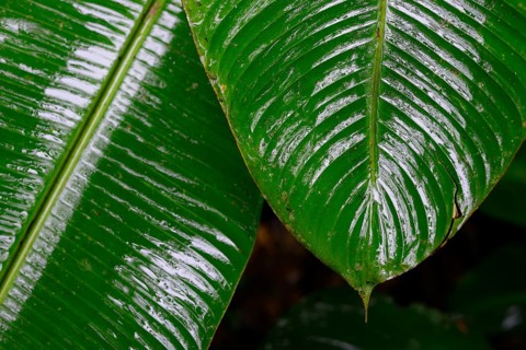 Wet leaves in tropical rainforest
