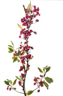Flowering twig
