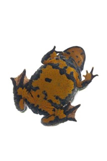 Yellow-bellied toad
