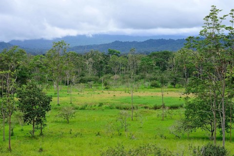 Landscape with disappearing rainforest along road 436