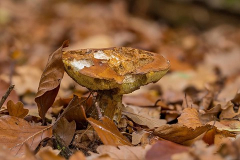 Suede bolete