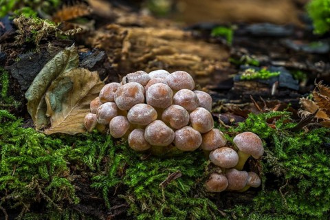 Sulphur tuft